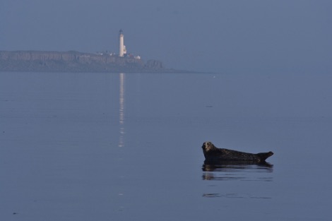 Seal in the sea, Isle of Arran